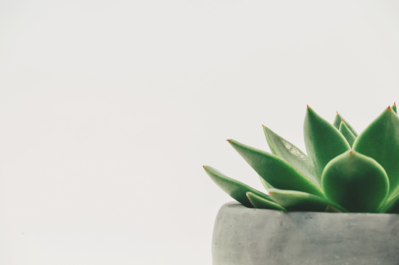 Hangplanten breiden micro-ecosysteem uit in woonkamer.