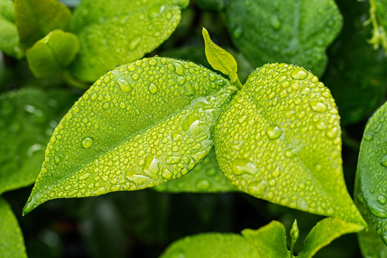 Woeste, weelderige tuin met inheemse planten.