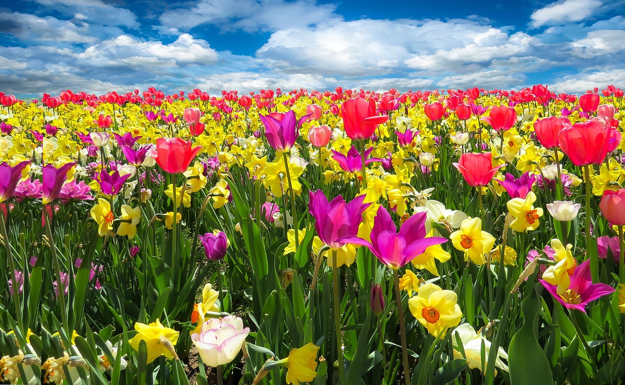 Stenen paden in natuurlijk tuinontwerp.