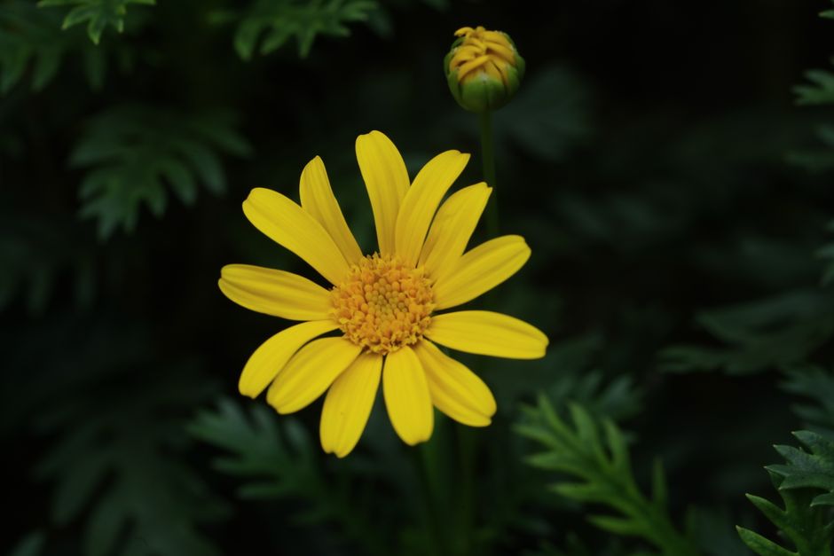 Nocturale tuin verlicht door zachte maanlicht