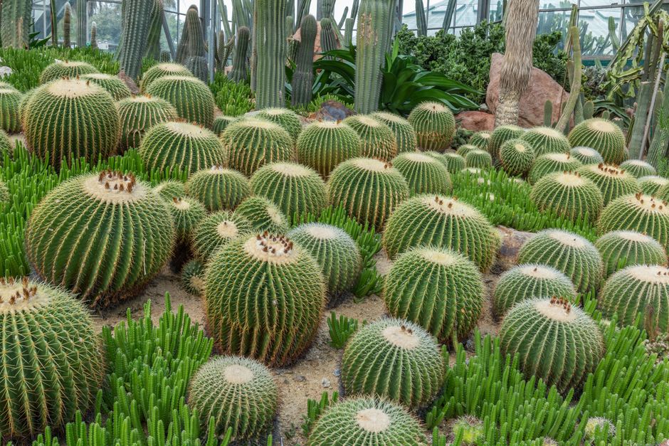 Compacte geodetische kas bij een moestuin. Compacte geodetische kas bij een moestuin.